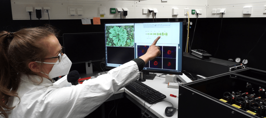 Melanie Trupp showing microscopic images of her plant-model, Marchantia polymorpha at UO´s lab (University of Osnabrück) Picture: Dr. Lena Dehnen (UO) Source: UOS life - Magazin & Blog des Fachbereichs Biology Melanie Trupp showing microscopic images of her plant-model, Marchantia polymorpha at UO´s lab (University of Osnabrück)
Picture: Dr. Lena Dehnen (UO)
Source: UOS life - Magazin & Blog des Fachbereichs Biology